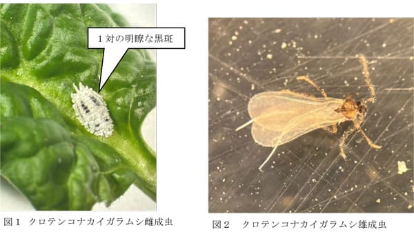 【特殊報】ホウレンソウにクロテンコナカイガラムシ　県内で初めて確認　神奈川県