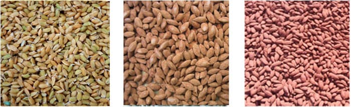 寒冷地の稲作を省力化「無コーティング代かき同時浅層土中播種技術」日本作物学会技術賞を受賞