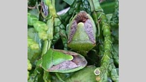 果樹カメムシ類　県内全域で急増