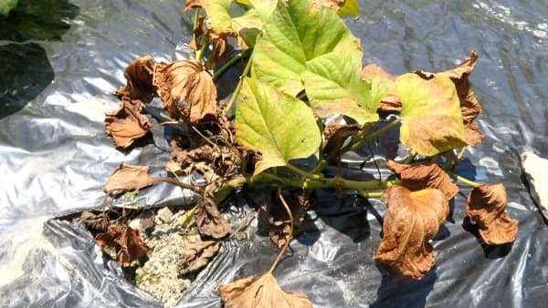 サツマイモ基腐病　県内で初めて発生を確認