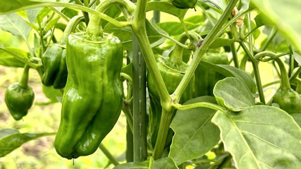 【注意報】冬春ピーマン「斑点病」、冬春トマト「すすかび病」県内で多発　宮崎県