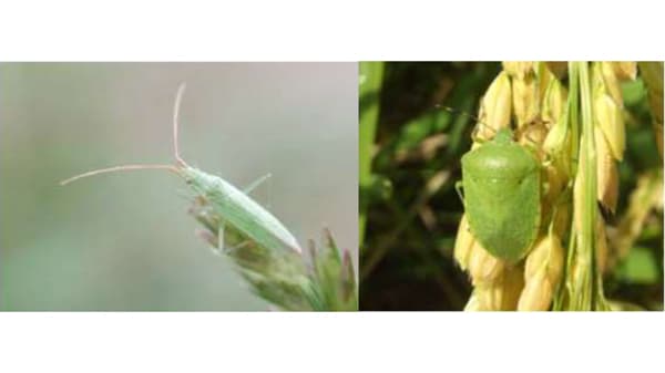 【注意報】水稲に斑点米カメムシ類　府内全域で多発のおそれ　京都府