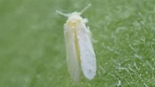 トマト黄化葉巻病　県内で初めて発生を確認