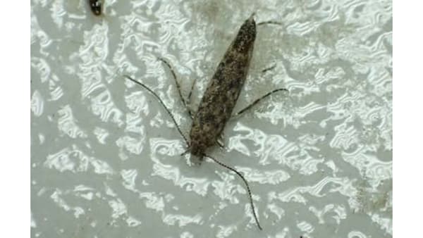 【特殊報】トマトキバガ　県内で初めて確認　高知県