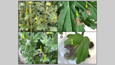 キク小斑点病　キクの葉での病徴は国内初の確認　耕種的防除を