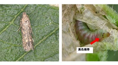 【特殊報】トマトキバガ　農作物で食害を県内で初めて確認　岐阜県