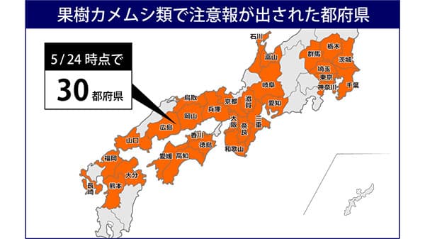 果樹カメムシ類　30都府県で注意報　飛来初期から防除を