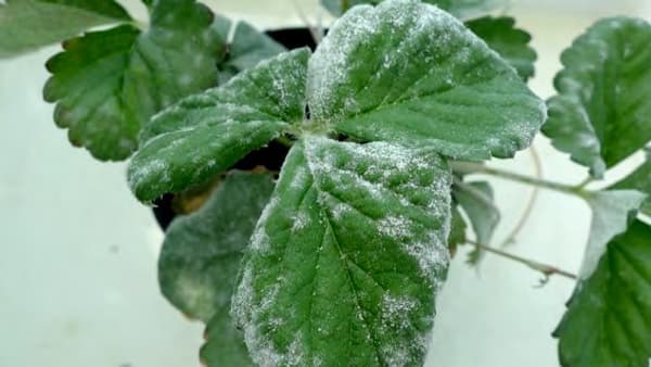 イチゴうどんこ病菌　生涯で放出する胞子数を世界で初めて解析　近畿大学