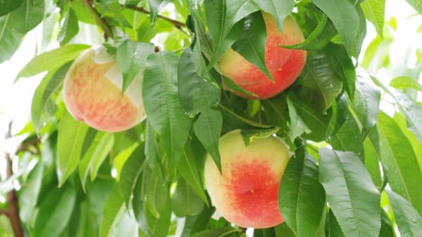 うめ、ももなどに果樹カメムシ類　県下全域で発生