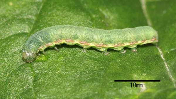 【注意報】ダイズ、野菜類、花き類にシロイチモジヨトウ　県内全域で多発のおそれ　愛知県