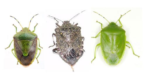 【注意報】ナシ、リンゴ、モモ、カキ等に果樹カメムシ類　県下全域で多発のおそれ　富山県