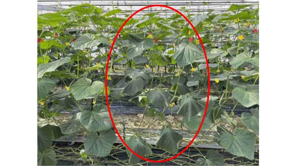 【特殊報】キュウリ黒点根腐病　県内で初めて確認　高知県