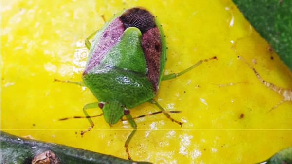 【注意報】カンキツ類に果樹カメムシ類　県内全域で多発のおそれ　高知県