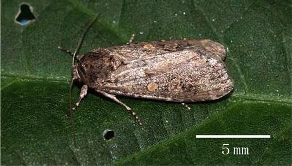 【注意報】野菜類、花き類、ダイズにシロイチモジヨトウ　県内全域で多発のおそれ　愛知県