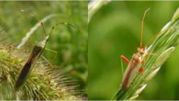 【注意報】水稲の斑点米カメムシ類　県内全域で多発のおそれ　山口県