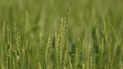 小麦に赤かび病　県内全域でやや多発のおそれ