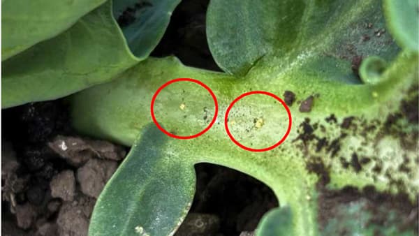 【注意報】キャベツにコナガ　全県で多発のおそれ　秋田県