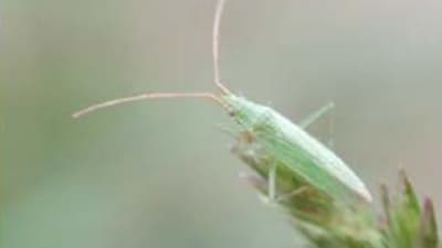 【注意報】水稲に斑点米カメムシ類　府内全域で多発のおそれ　京都府