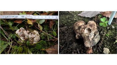 国産トリュフ「ホンセイヨウショウロ」人工的発生に成功　森林総合研究所