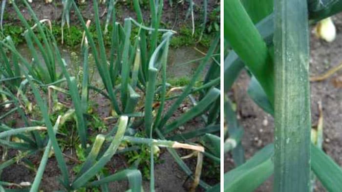 タマネギべと病　県内全域で発生