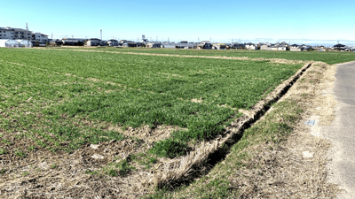 水稲にヒメトビウンカ　県内で多発のおそれ