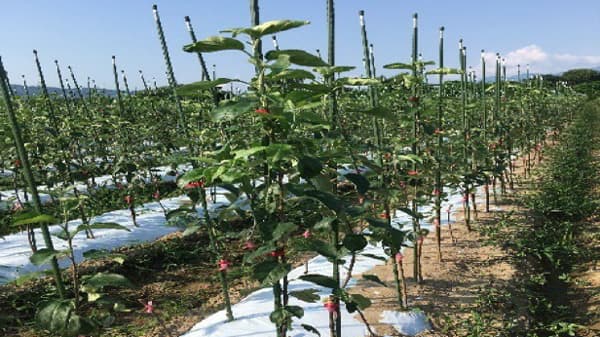 1年育成フェザー苗でリンゴの高密植栽培　開発成果を紹介　生研支援センター