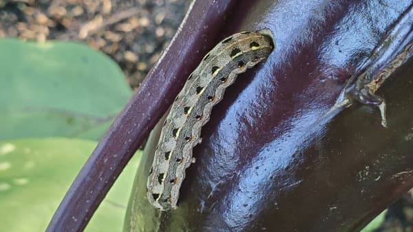 【注意報】大豆・野菜類にハスモンヨトウ　多発のおそれ　福岡県