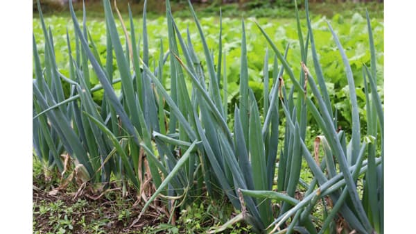 【注意報】白ネギにネギアザミウマ　県内全域で多発のおそれ　大分県