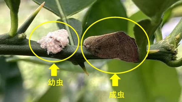 【特殊報】チュウゴクアミガサハゴロモ　県内広域で発生のおそれ　徳島県