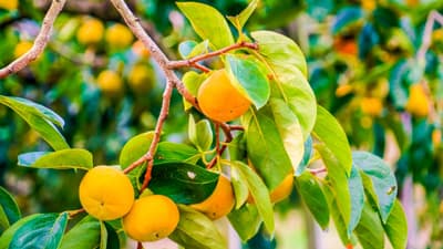 【注意報】6月から発生面積増　かんきつに黒点病　県下全域で多発のおそれ　宮崎県