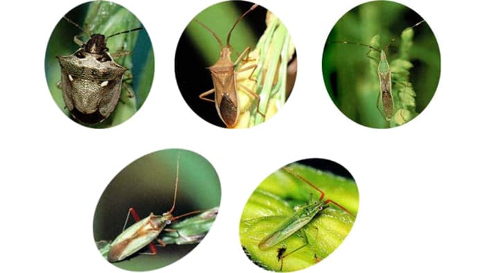 【注意報】斑点米カメムシ類　県内で多発のおそれ　福井県