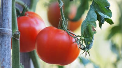 【注意報】トマトキバガによるトマトの被害　各地で発生　北海道