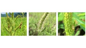 斑点米カメムシ類　県下全域で多発のおそれ