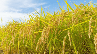 イネの成長と免疫のエネルギーバランスを調整する仕組み解明　近畿大学