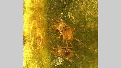 りんごにナミハダニ　県下全域で確認　多発懸念の際は特別散布を