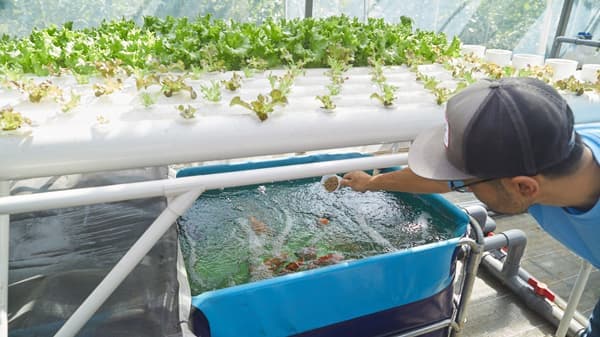 循環型農業を学ぶ「アクアポニックス・アカデミー」2023年3月にリニューアル　アクポニ