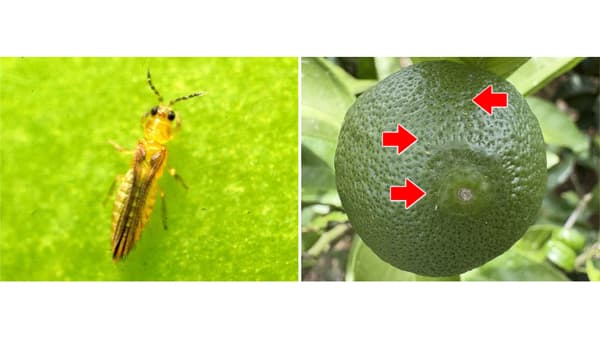 【注意報】かんきつにチャノキイロアザミウマ　県内全域で多発のおそれ　静岡県