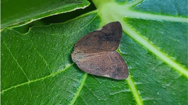 【特殊報】りんご等にチュウゴクアミガサハゴロモ　県内で初めて確認　長野県