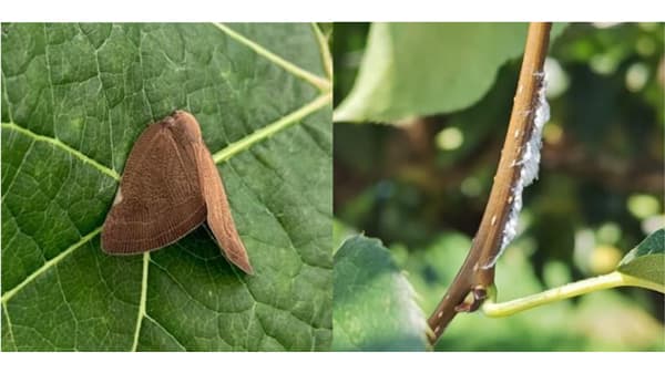 チュウゴクアミガサハゴロモ　県内で初めて確認