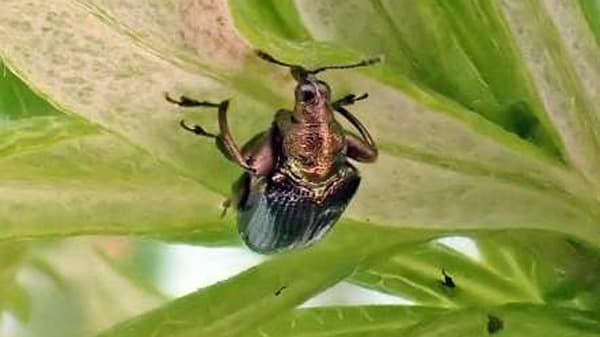 センリョウにカシルリオトシブミ　西三河地域で発生