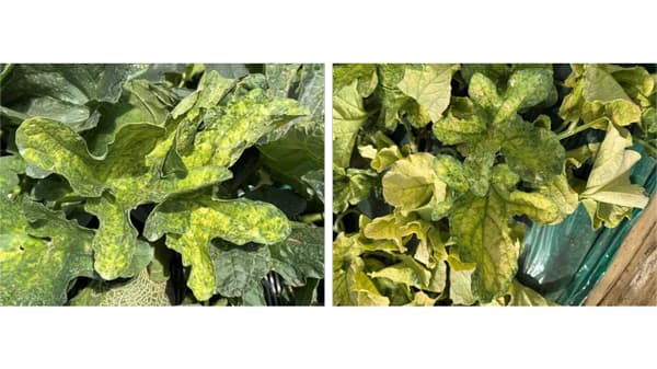 【特殊報】メロンにCABYV　県内で初めて確認　茨城県