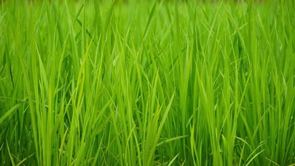 【注意報】水稲に斑点米カメムシ類　全県で多発のおそれ　秋田県