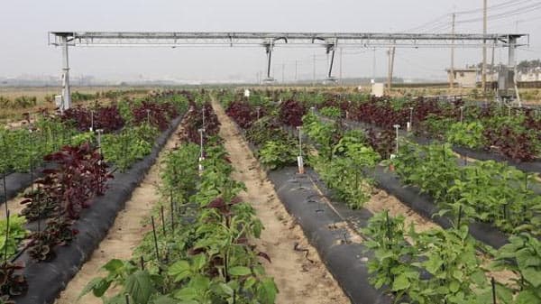 アジアの伝統野菜「ヒユナ」の遺伝的多様性　世界で初めて解明　国際農研