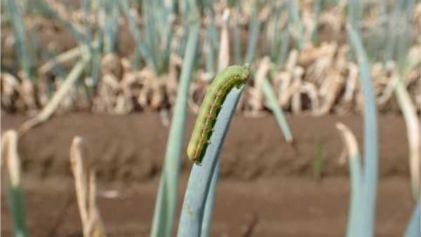 【注意報】ネギ、ブロッコリー、ダイズにシロイチモジヨトウ　県内全域で多発のおそれ　埼玉県