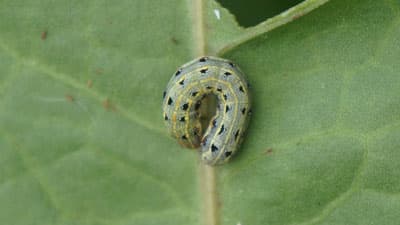 【注意報】ダイズ、野菜類、花き類、果樹類にハスモンヨトウ　県内全域で多発のおそれ　愛知県