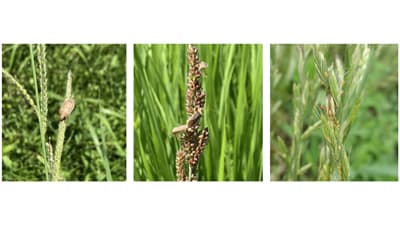 【注意報】水稲に斑点米カメムシ類　県下全域で多発のおそれ　岐阜県