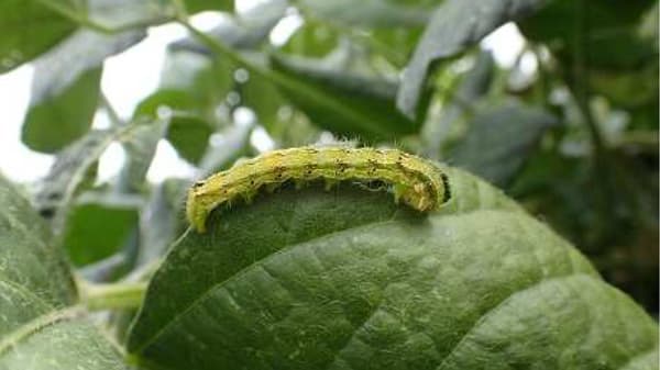 【注意報】ダイズ、野菜類、花き類にオオタバコガ　県内全域で多発のおそれ　埼玉県