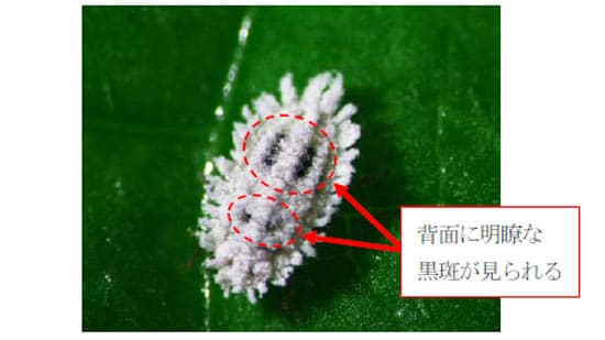 クロテンコナカイガラムシ　県内で初めて確認