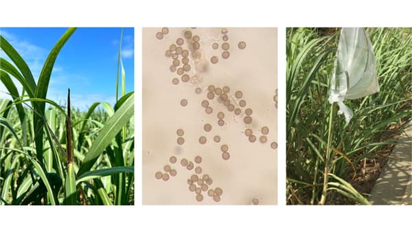 【注意報】さとうきびに黒穂病　多良間島で多発のおそれ　沖縄県