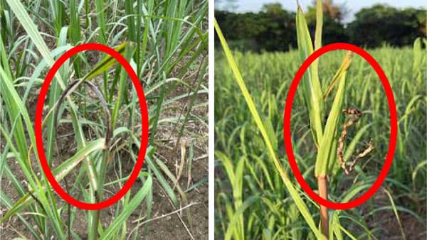 【注意報】サトウキビに黒穂病　熊毛、奄美地域で発生　鹿児島県